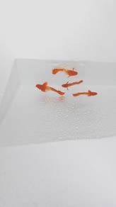 ikan guppy 