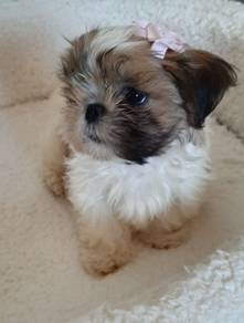 K3534 Floofy shih tzu cute long hair toy breed wit