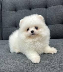 白色博美男 white colour
Pomeranian
Male