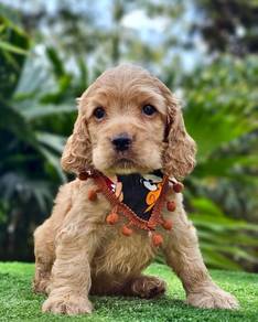 cocker spaniels 