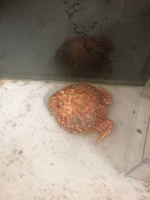 pacman frog