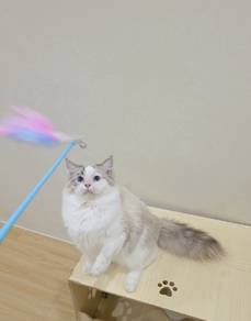 ragdoll