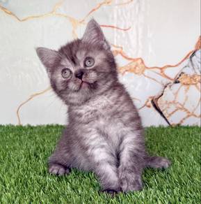 BSH Silver smoke male