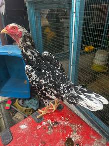 induk ayam ratu lhk