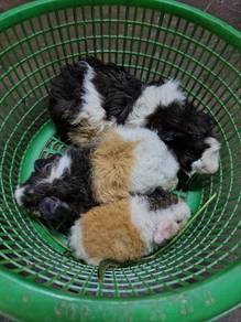 guinea pig