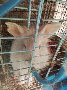 arnab remaja sepasang