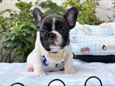 French Bulldog - Male - FB06
