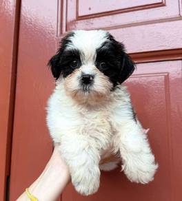 Shihpoo