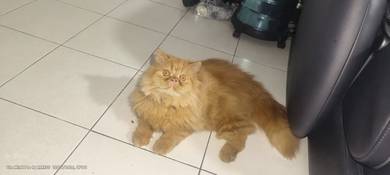 Persian Flat Face 