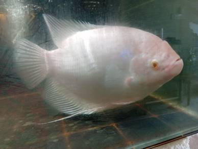 Kaloi Albino Mata Merah