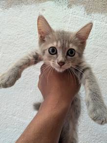BSH mix