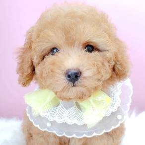 Poodle