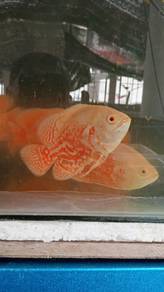 albino oscar