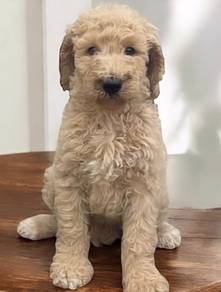 Goldendoodle brown color