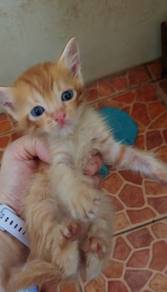 kitten