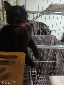 Black Fluffy Kitten (DLH) – 3–4 Months Old