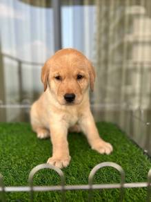 Labrador retriever w