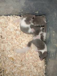 dormouse / mini tupai 