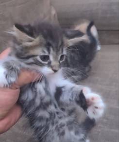 Mainecoon kitten