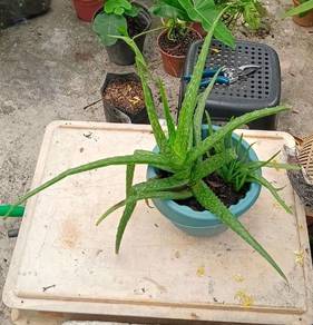 Pokok Aloevera