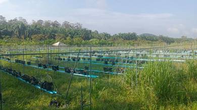 Agricultural Land in Gemas Bahru, JHR