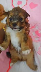 Shihpoo