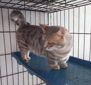 Kucing Munchkin