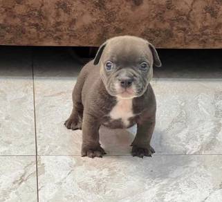 AMERICAN BULLY PUPPIES D122 🐻 Exotic - Pocket