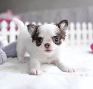 CHIHUAHUA PUPPIES VIP214🌷Head Apple Cute Dog