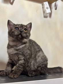 BSH Mix Kitten