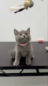 Pure British Shorthair Kitten