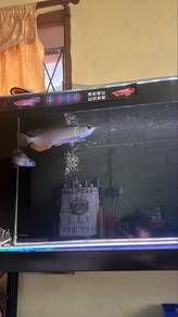 28cm