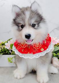Wooly Husky