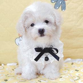 Poodle