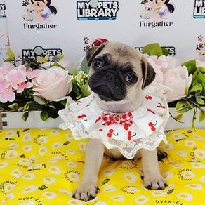 Pug