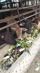 Greenmoo Organic Fertiliser