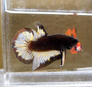 Copper Banding Plakat HMPK Betta Fish / Ikan Laga