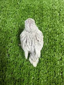 Baby Budgie