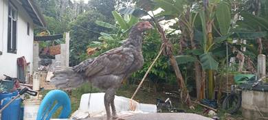 ayam kelabu 6 ekor