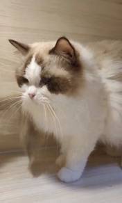 Ragdoll High Quality Male kitten import China