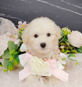 Poodle