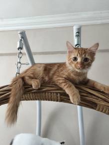 [Baby Cooper] American Curl Mix - Male Kitten