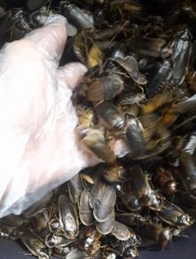 dubia feed