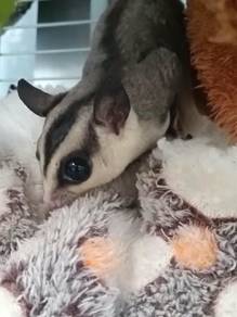 sugar glider 