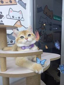 Bsh golden female