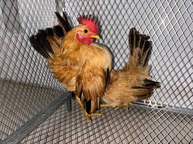 Ayam serama