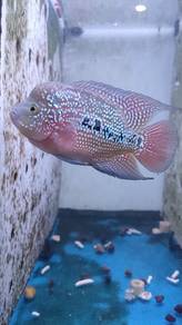 Flowered Luohan fish 