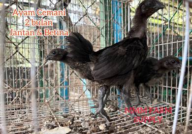 Ayam Cemani
