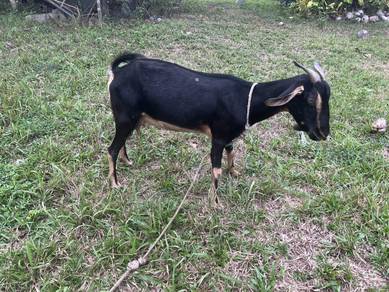 Kambing tino cukup umur