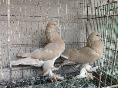 Merpati Australia 